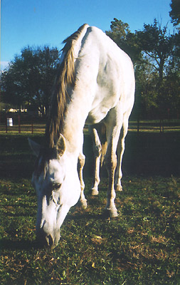 Horse Grazing