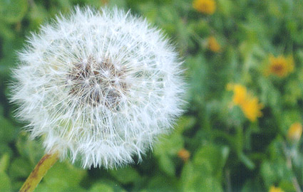 Dandilion