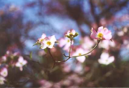 Close Up of Flowers