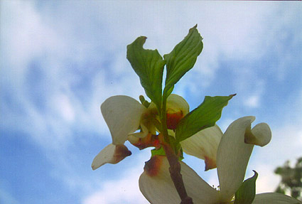 Flowers Against Sky