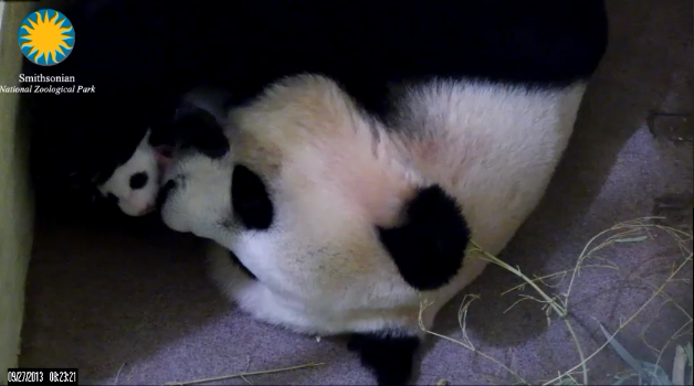 National Zoo Panda Cam - Optic Nerve