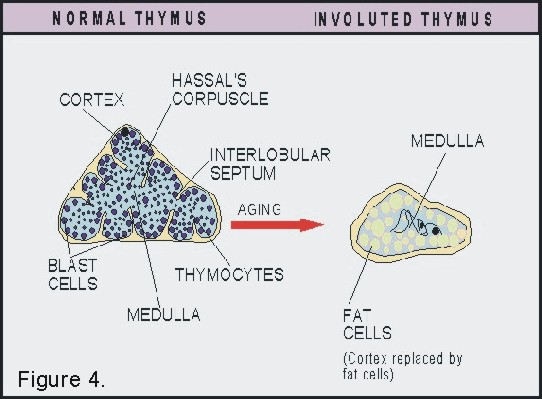 thymus histology diagram