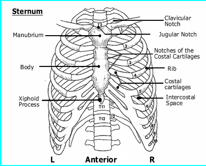 Anatomy of the Chest