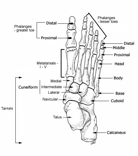 Anatomy of the Bones
