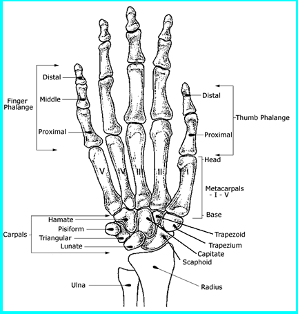 Diagram RT Hand