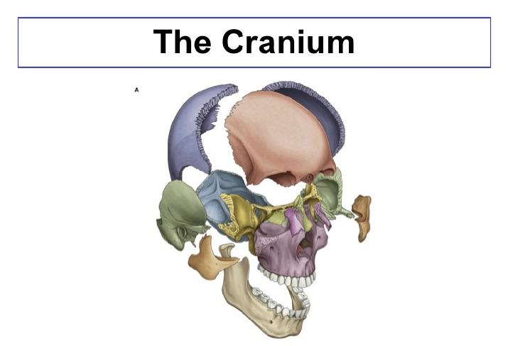 cranium.png