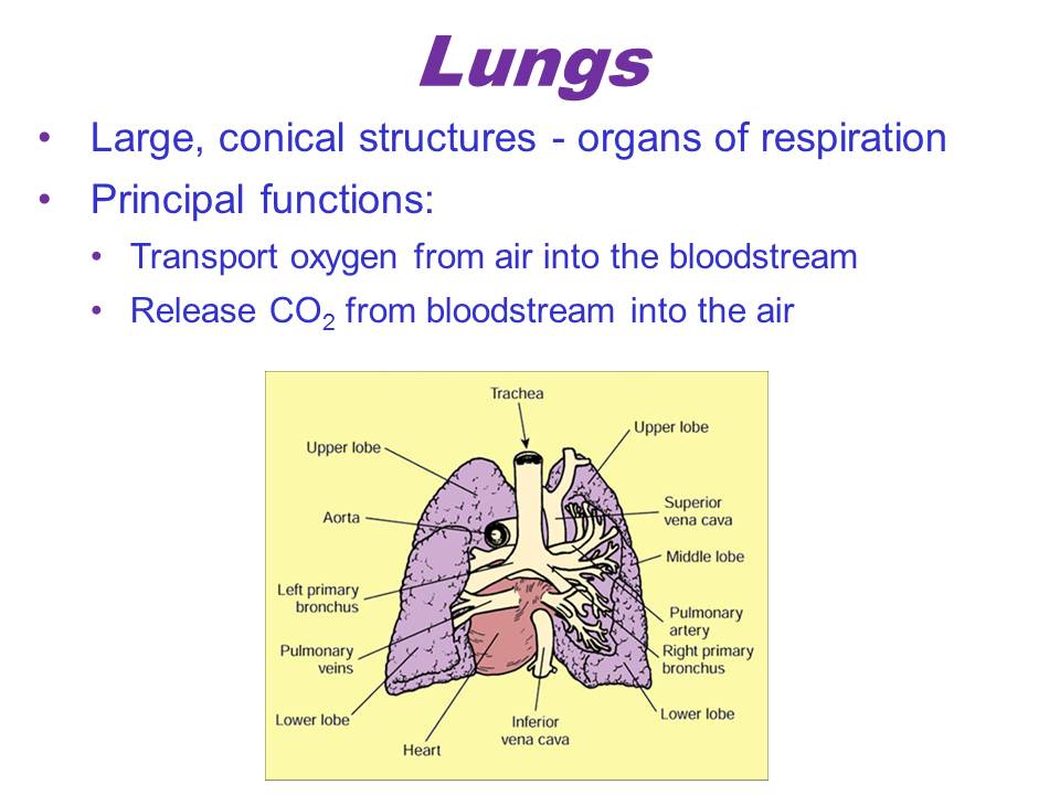 Slide16.JPG