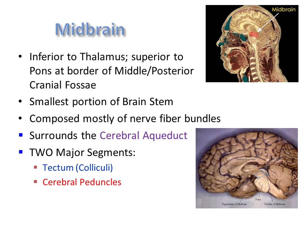 Brain Stem And Cerebellum 7018