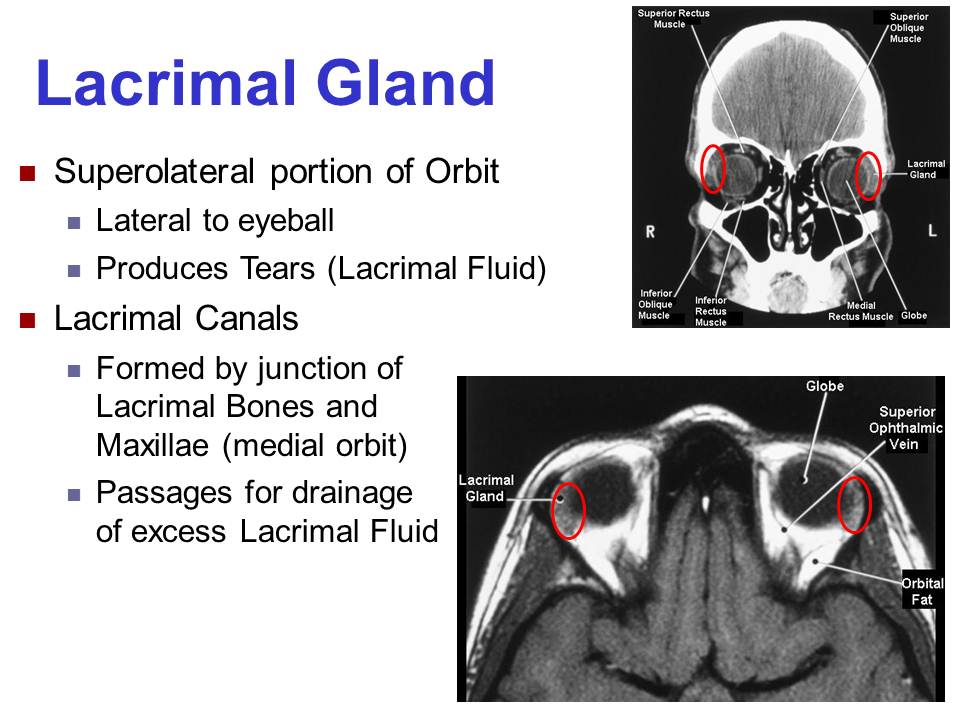 Slide40.JPG