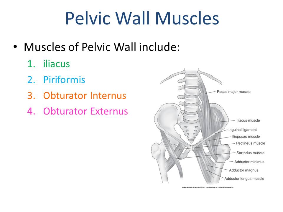 Pelvic Vasculature and Musculature