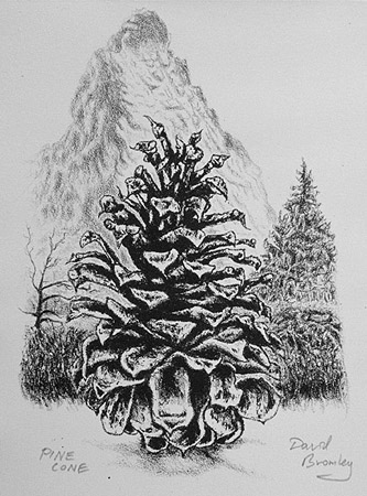 "Pine Cone", 3rd Edition, Series of Nine
