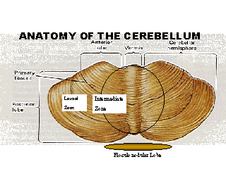Cerebellum Anatomy - Anatomical Charts & Posters